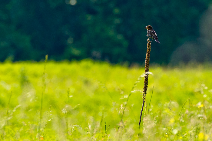 2011-05-27_untitled_Booker_0038