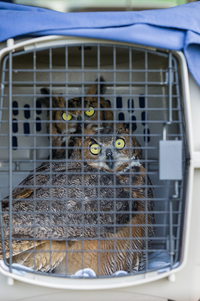 2012-09-15_OwlRelease_Booker_0236