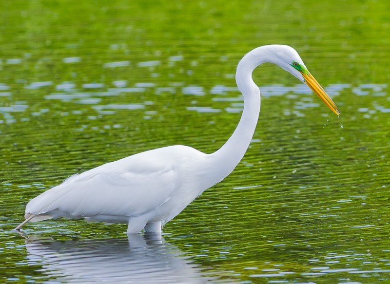 Great Egret