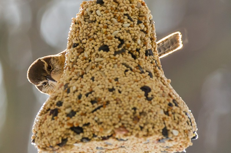 2013-01-02_Birds2_Booker_0069