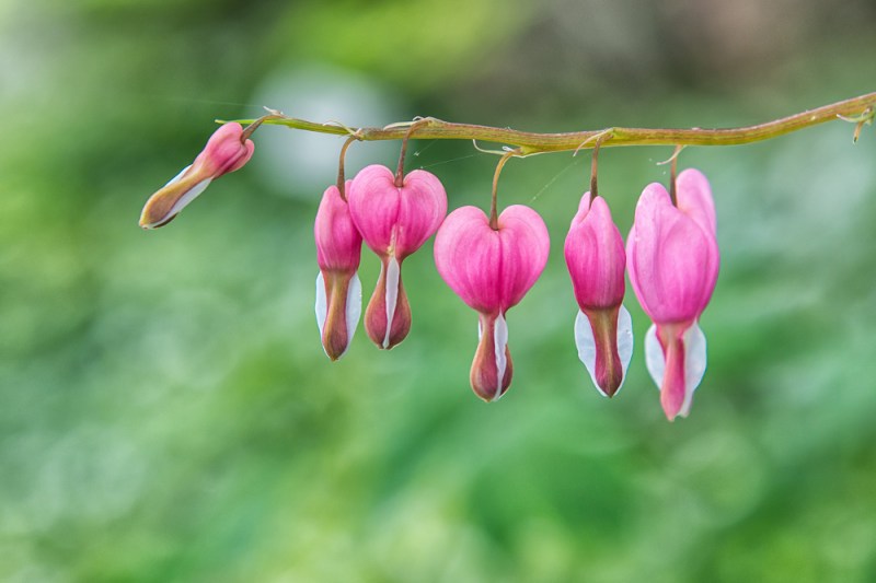 Bleeding Hearts