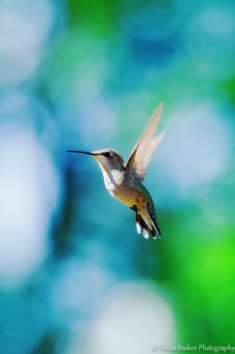 2014-08-03_Hummingbirds_Booker_0036-Edit-Edit-Edit