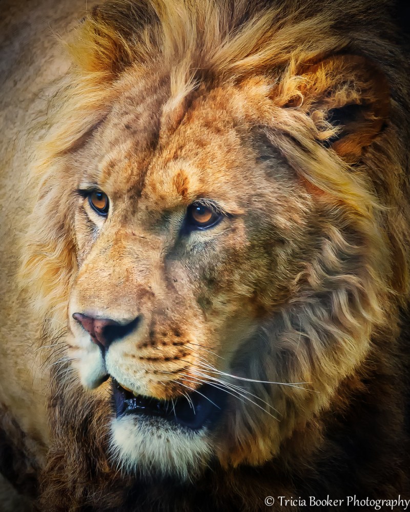 2014-05-20_WWAP_Booker_0307-Edit-Edit-Edit-Edit