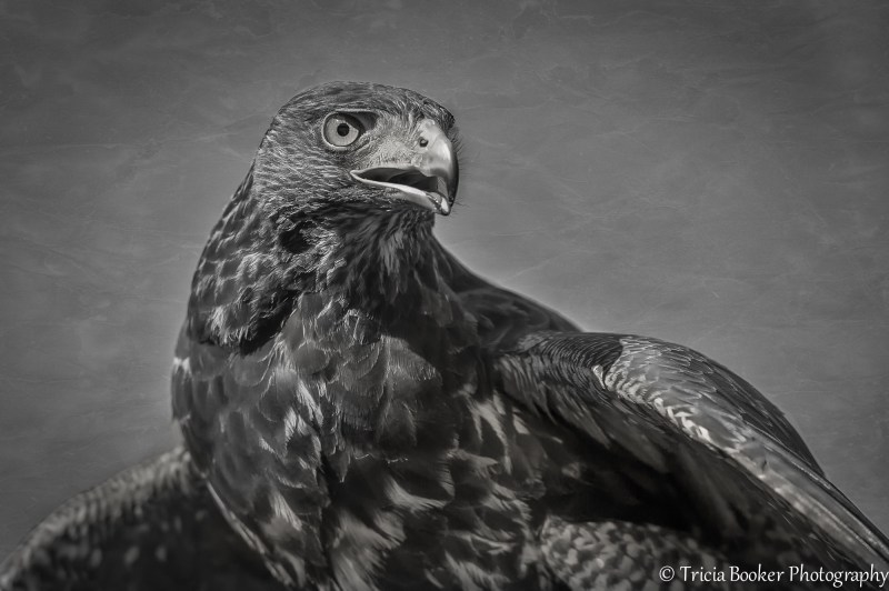 2014-10-18_Birds_Booker_0336.2