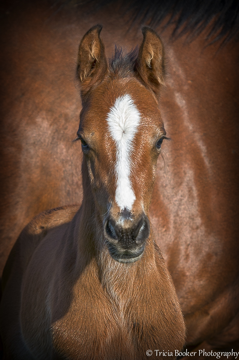 2014-04-21_Superman_Booker_0076