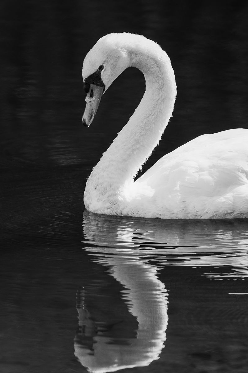 2014-11-08_CurtisPark_Booker_0085-Edit