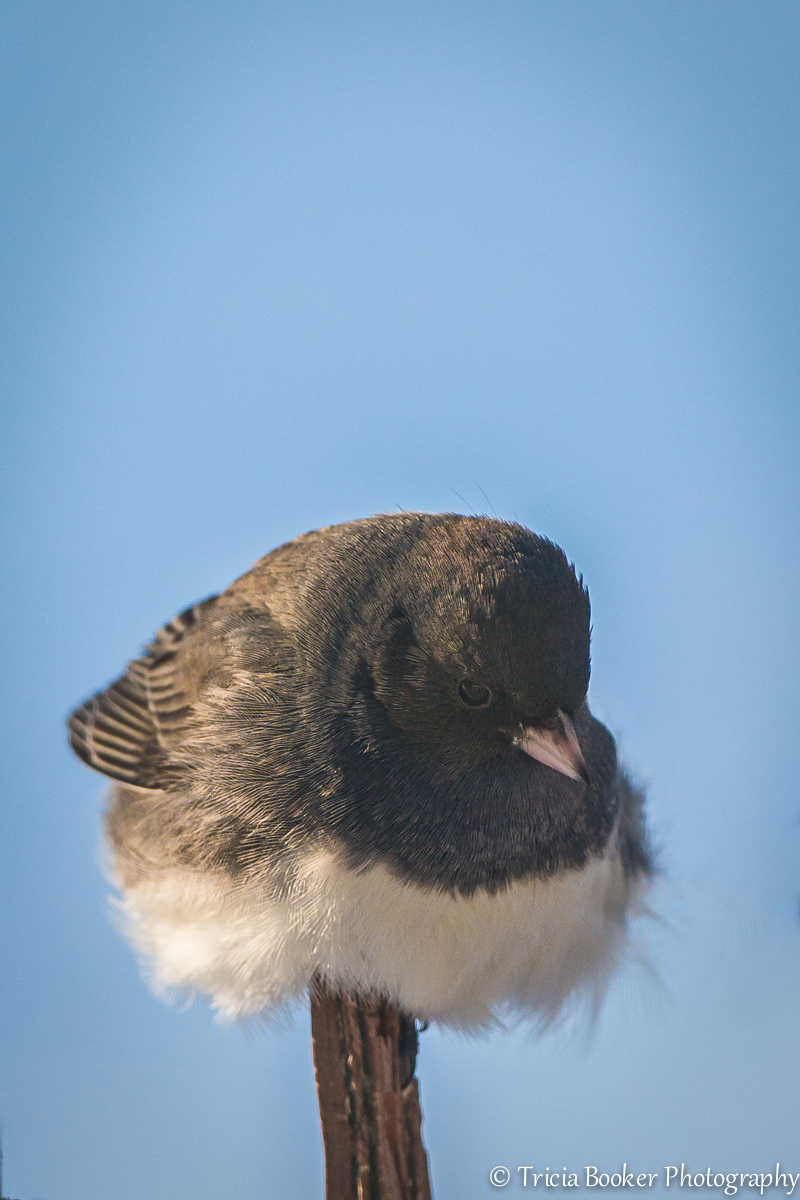 20140121-_1TB8621-Edit-Edit