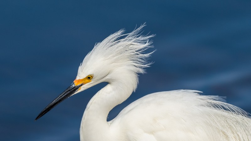 20150315__Birds_0619