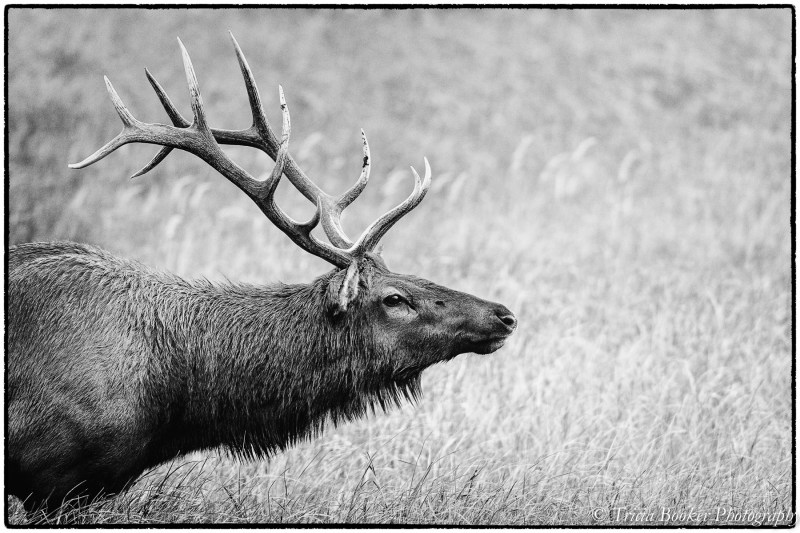 20150914Elk-8701-Edit