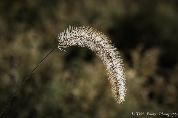 20151018Arboretum-4273