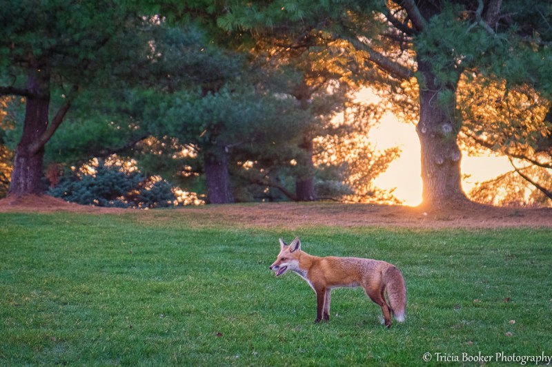 2015-11-05_GolfFox_Booker_0174-Edit