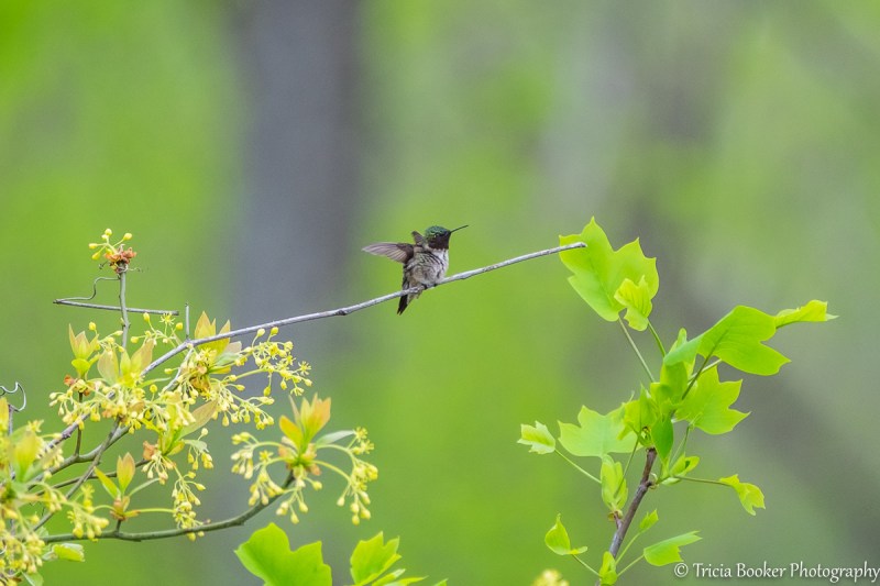 2016-04-26_Fuji_Booker_0083