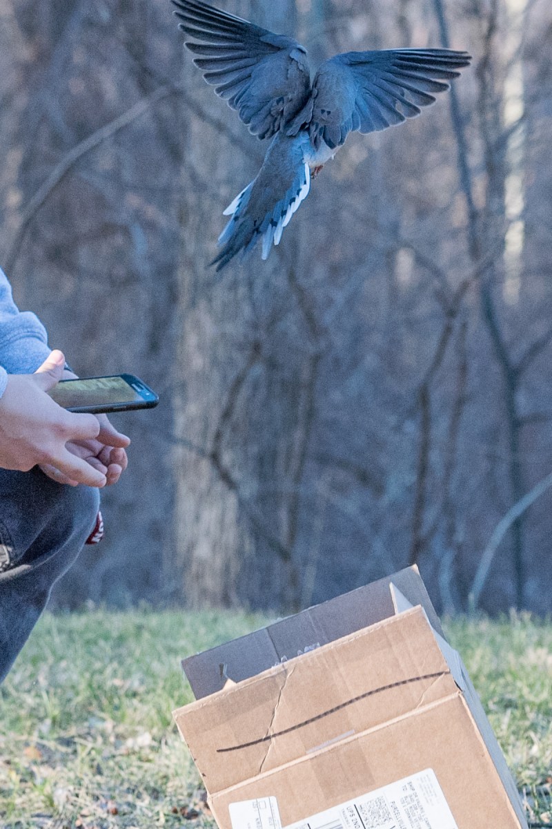 2017-01-18_dove_booker_0016